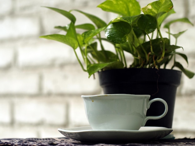 Primer plano de una taza de café y una planta en maceta en la mesa