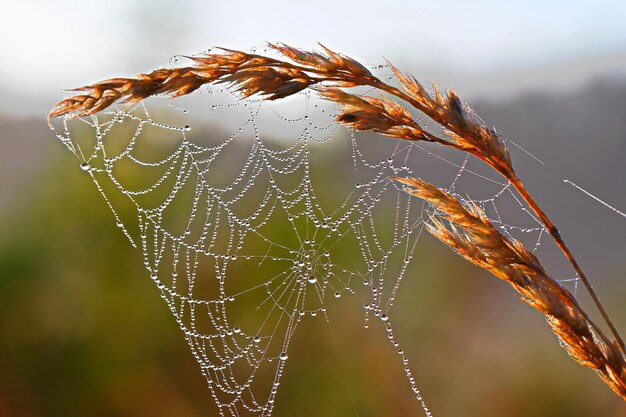 Foto primer plano de la tela de araña húmeda en la planta