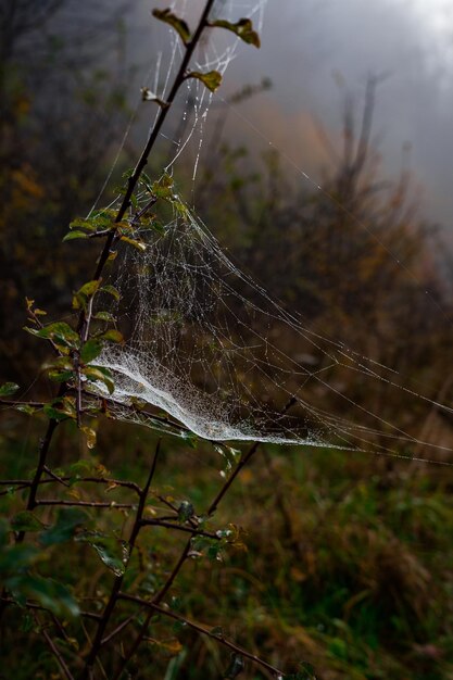 Foto primer plano de la tela de araña húmeda en la planta