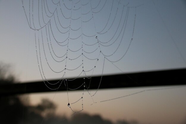 Primer plano de una telaraña contra el cielo