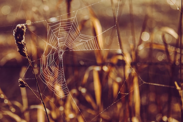 Primer plano de la telaraña en la planta