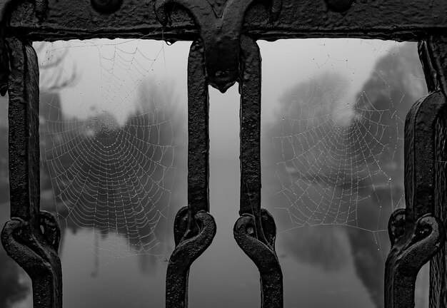 Foto primer plano de la telaraña en la ventana