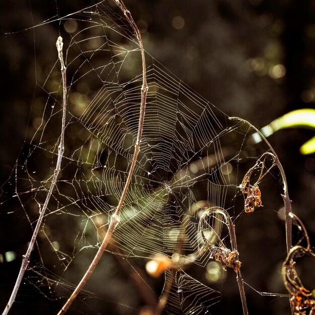 Foto un primer plano de la telaraña