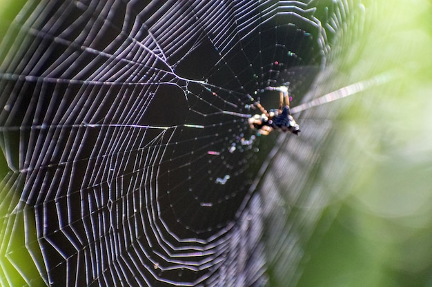 Foto un primer plano de la telaraña