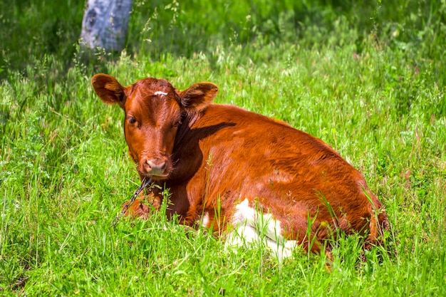 Primer plano de ternero joven tumbado en el campo de hierba mirando alrededor de color marrón lindo ganado vaca.