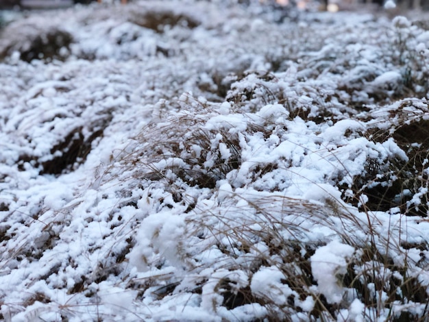 Foto primer plano de un terreno cubierto de nieve