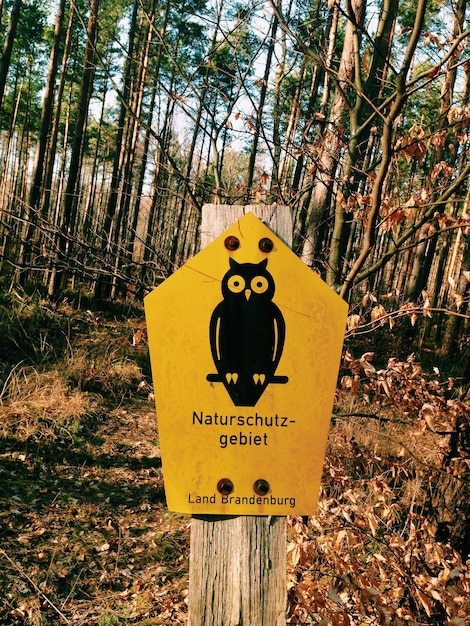 Foto primer plano de texto en el tronco de un árbol en el bosque