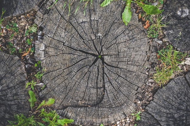 Foto primer plano, textura de anillos de tocón de madera redonda.