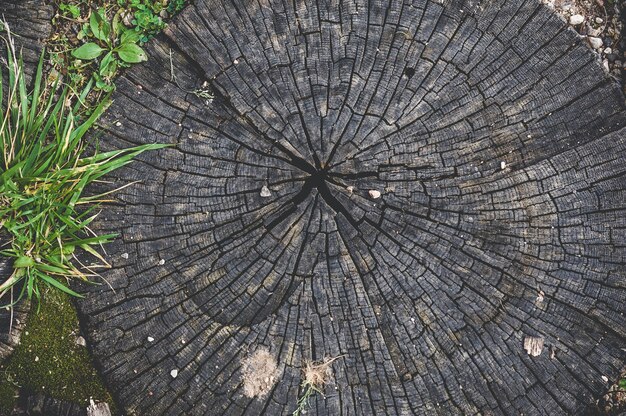 Foto primer plano, textura de anillos de tocón de madera redonda.