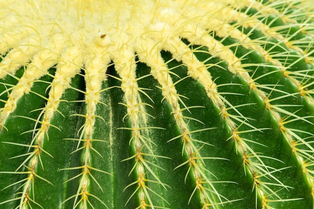 Primer plano de textura de cactus