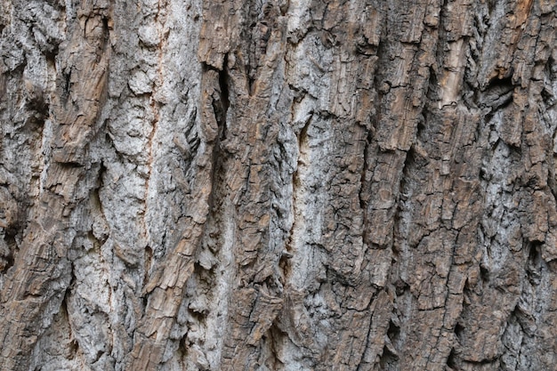 Primer plano de la textura de la corteza del árbol Fondo de corteza de madera Textura de madera