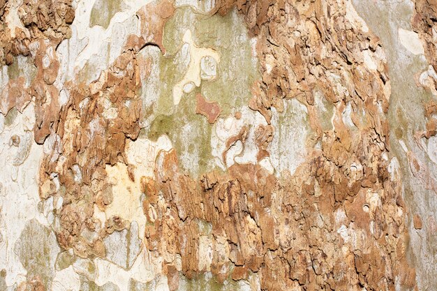 Primer plano de textura de corteza de árbol de Platanus occidentalis. Un árbol desprendiendo corteza. El patrón es similar a un patrón de camuflaje militar.