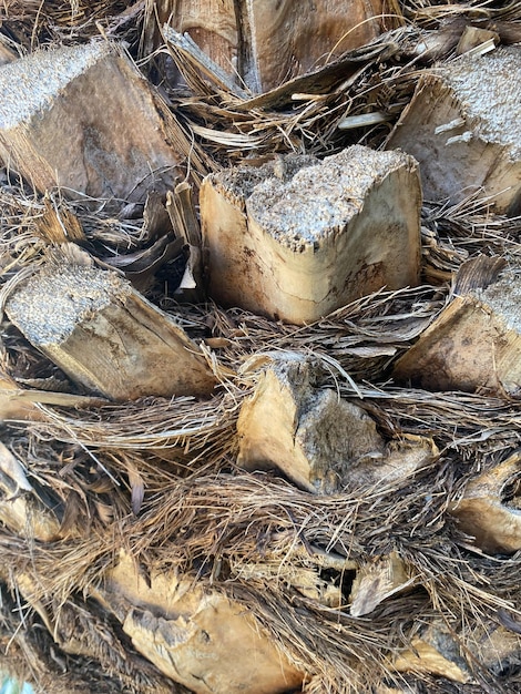 Primer plano de la textura de la corteza del detalle de la palma de coco de fondo de palmera