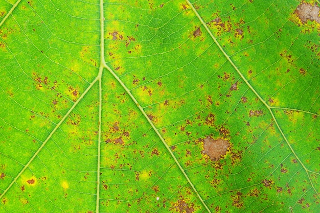 Primer plano de textura de fondo de hoja verde de teca (butea monosperma)