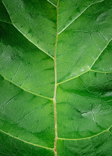 Primer plano de la textura de la hoja de bardana