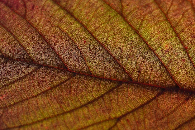 primer plano textura de hoja de otoño