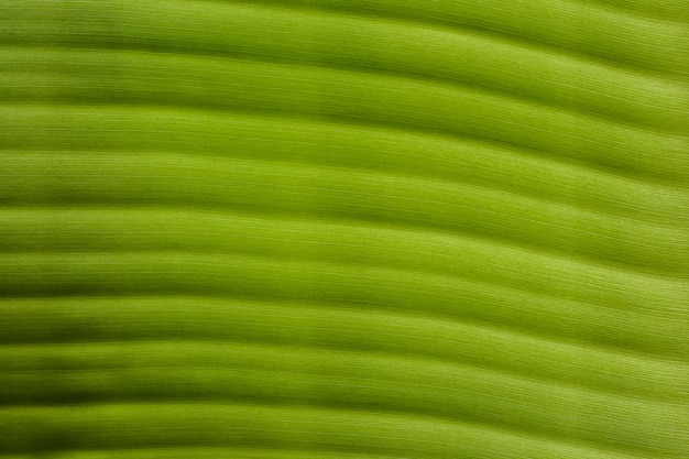 Primer plano de textura de hoja de plátano verde Resumen antecedentes