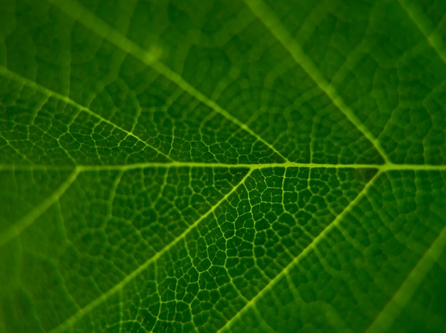 Primer plano de la textura de la hoja. La superficie de las hojas de cáñamo con textura de fondo verde en un primer plano extremo.