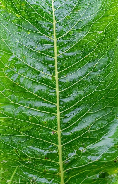 Primer plano de textura de hoja verde