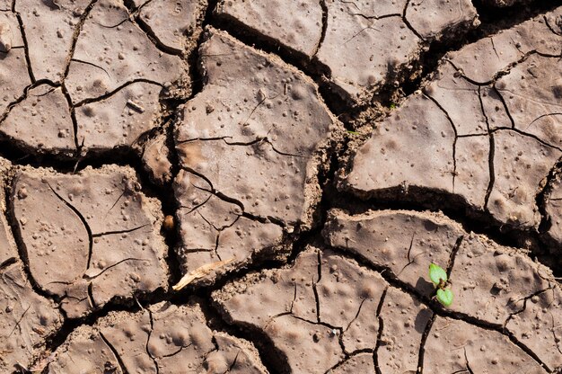 Foto un primer plano de tierra seca y agrietada con una pequeña planta verde