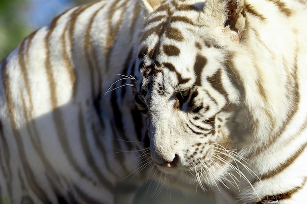 Primer plano del tigre blanco