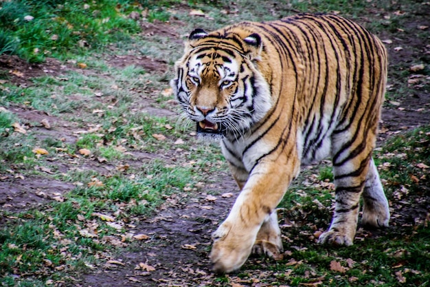 Foto primer plano de un tigre caminando al aire libre