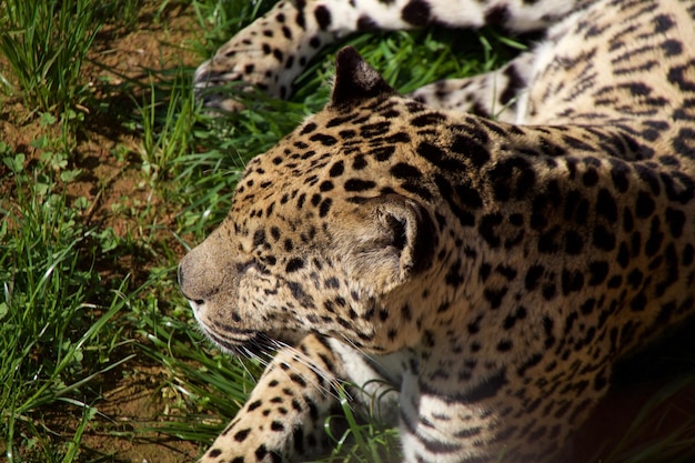 Primer plano de un tigre en la hierba