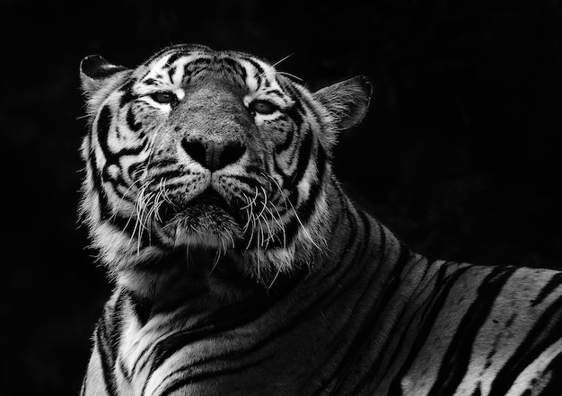 Un primer plano de un tigre