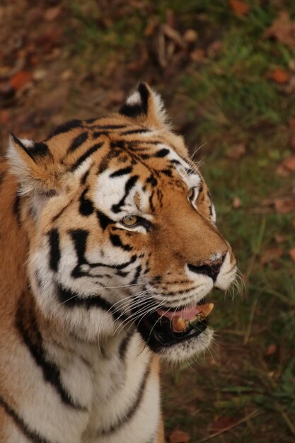 Foto primer plano del tigre