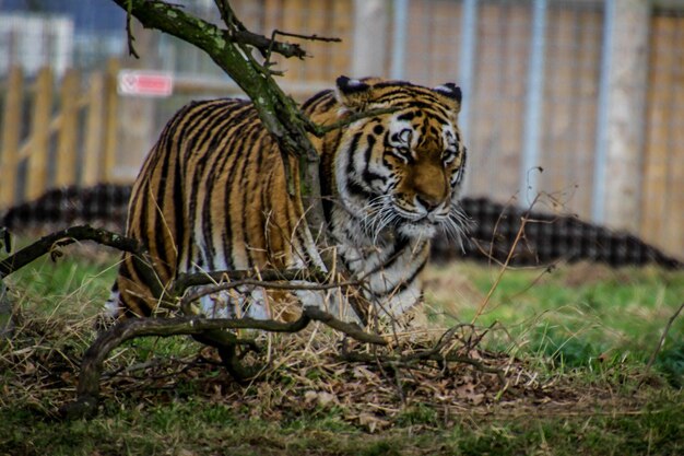 Foto primer plano del tigre