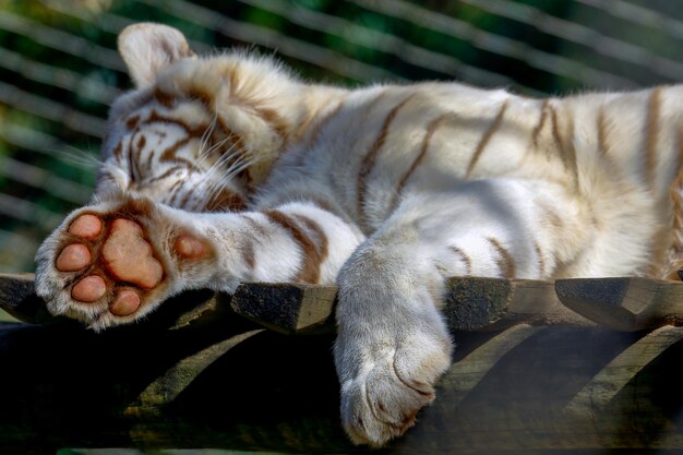 Primer plano del tigre