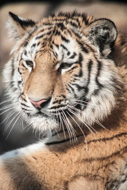 Primer plano de un tigre