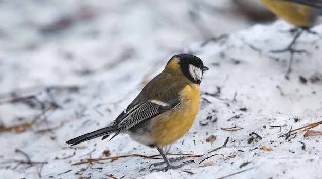 primer plano de tit negro y amarillo sentado en la nieve