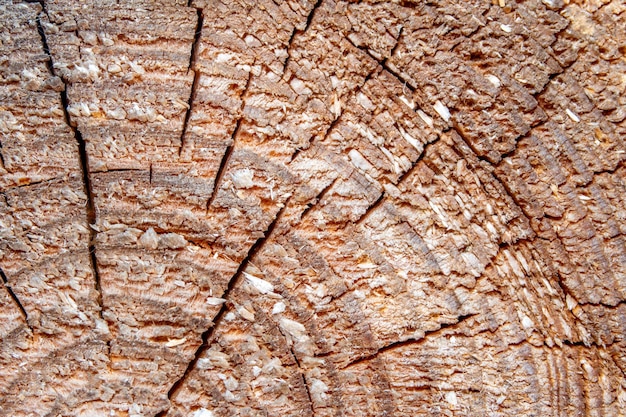 Un primer plano de un tocón de árbol que muestra los anillos de los anillos.