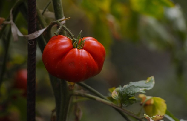 Foto primer plano de un tomate creciendo en un árbol