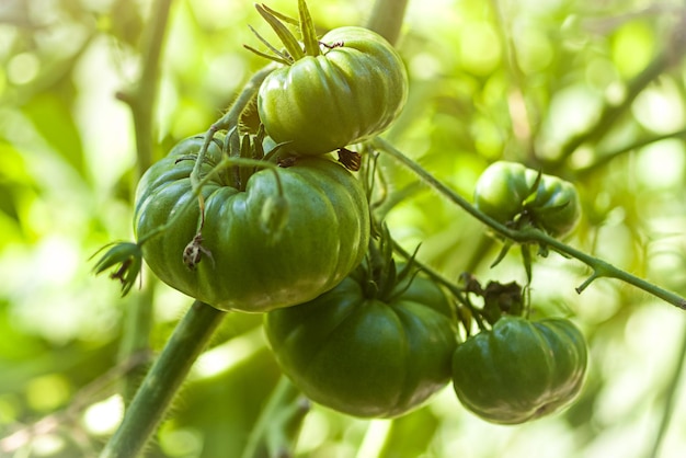 Primer plano de tomates de carne verde en una rama