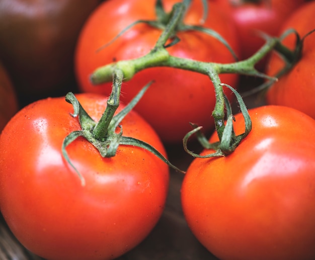 Primer plano de tomates frescos orgánicos