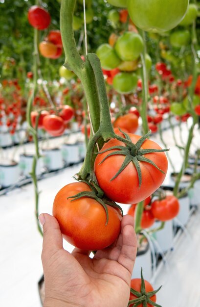 Primer plano de tomates en la mano