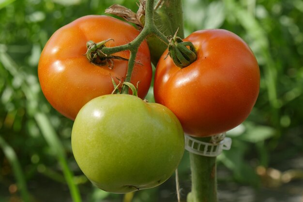 Primer plano de tomates orgánicos en el jardín