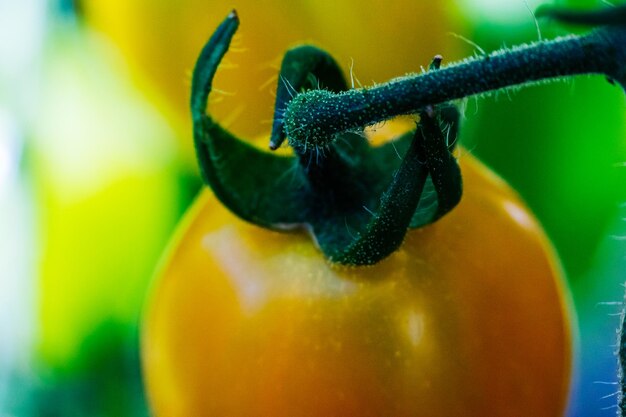 Foto primer plano de tomates que crecen al aire libre