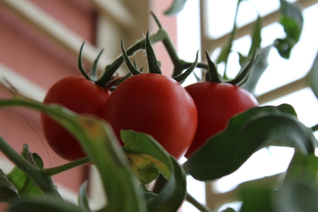 Primer plano de los tomates que crecen en la planta