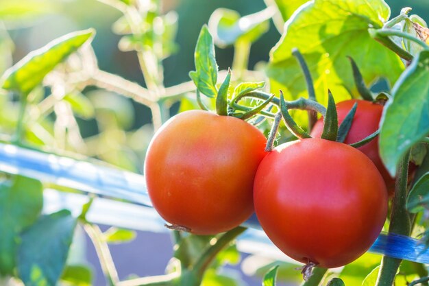 Foto primer plano de los tomates que crecen en la planta