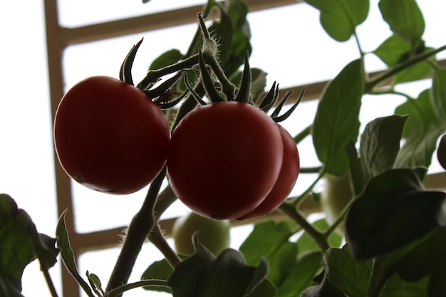 Primer plano de los tomates que crecen en la planta