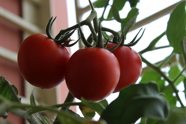 Primer plano de los tomates que crecen en la planta