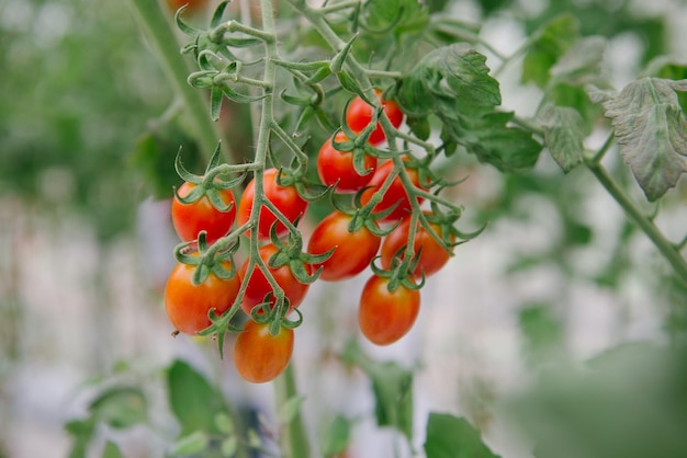 Primer plano de los tomates que crecen en la planta