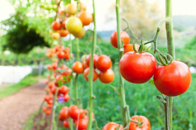 Foto primer plano de los tomates que crecen en la planta