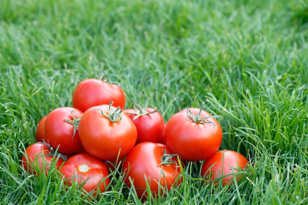 Primer plano de tomates rojos recién recogidos en la hierba verde Jardinería y agricultura