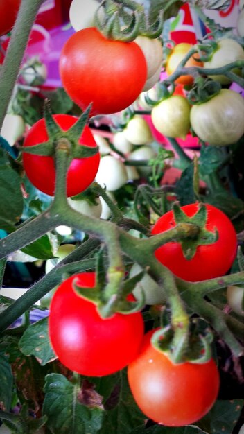 Foto primer plano de los tomates