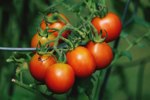 Foto primer plano de los tomates