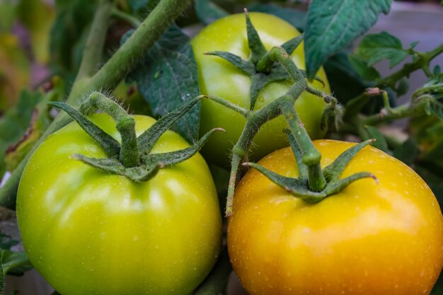 Foto primer plano de los tomates